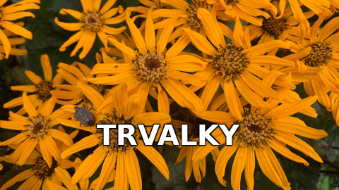 Trvalky