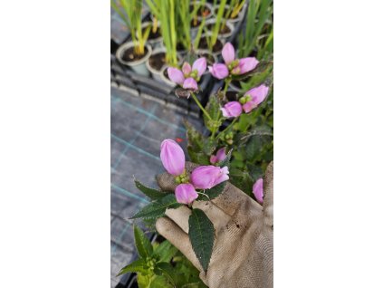 Chelone obliqua – Štítovka šikmá