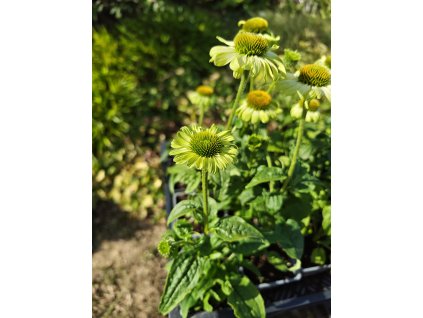Echinacea 'Green' – Třapatkovka