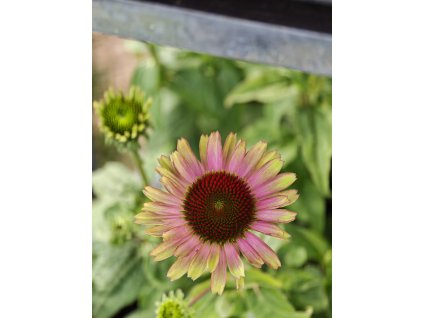 Echinacea 'Vintage Lime' – Třapatkovka