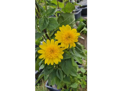 Helianthus 'Double Whamy' - vytrvalá slunečnice
