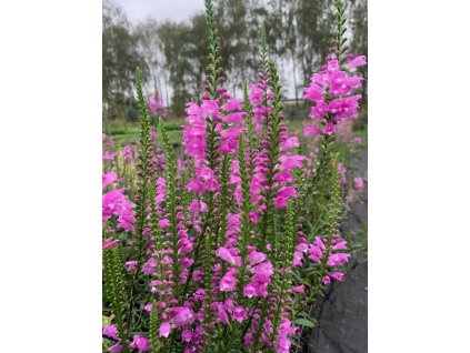 Physostegia virginiana eshop1