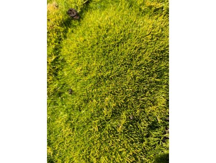 Sagina subulata 'Aurea' eshop 2