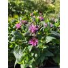 Monarda 'Prague Nights' – Zavinutka
