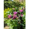 Monarda 'Prague Nights' – Zavinutka