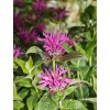Monarda 'Prague Nights' – Zavinutka