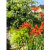 Crocosmia massonorum - Montbrécie