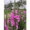 Physostegia virginiana eshop2