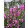 Physostegia virginiana eshop1