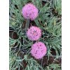 Allium sennescens 3 eshop