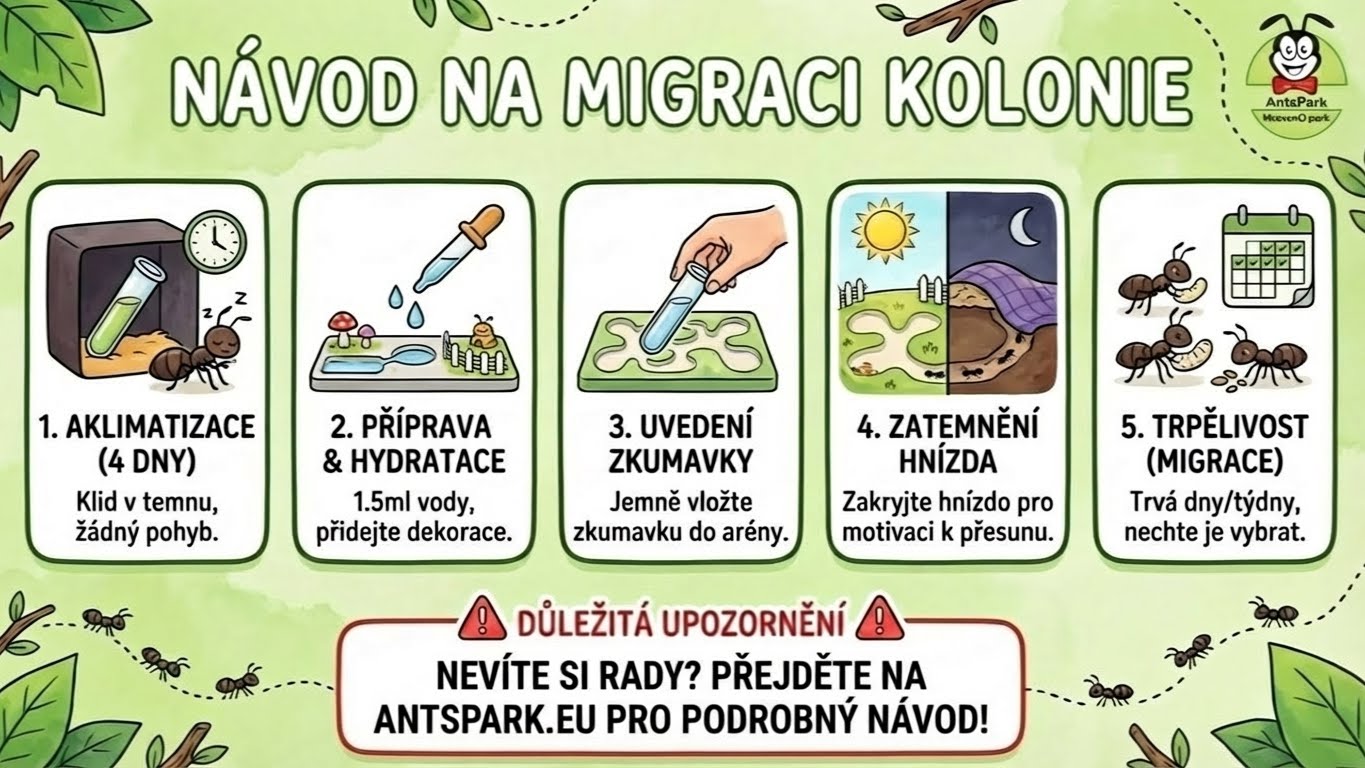 NASTĚHOVÁNÍ KOLONIE DO NOVÉHO FORMIKÁRIA