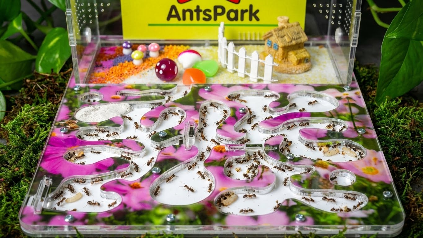 Objevte mravenčí farmy s živými koloniemi! Prodej formikárií, královen, potravy a doplňků pro chov mravenců. Skvělá zábava i vzdělání pro každého.