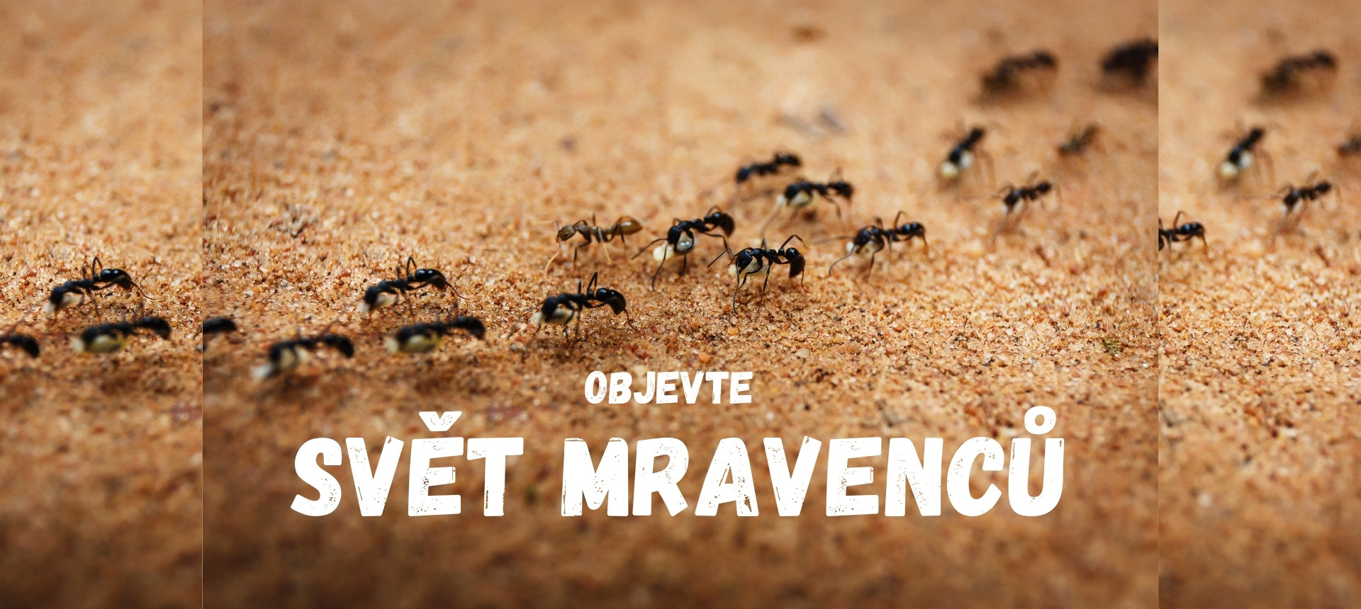 Objevte svět mravenců! Mravenčí farmy, kolonie, gelové formikária a kompletní příslušenství pro chov mravenců doma. Začněte vlastní kolonií dnes!