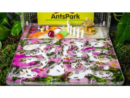 Arianta 3 crosssection 202512150320