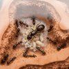Ant quenn in natur formi macro detail