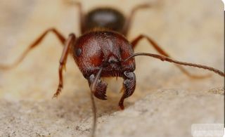CO JEDÍ MRAVENCI?🐜 nepřijímají medovici / med / cukrvodu, ale příležitostně přijímá sladké ovoce (jablko, hroznové víno,...