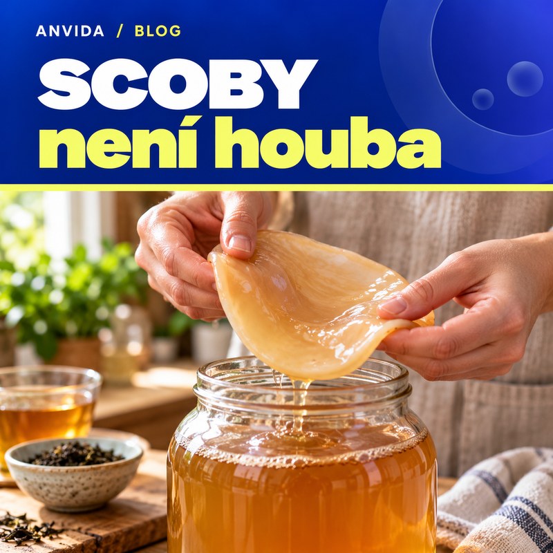 SCOBY: co to je a proč to není kombuchová houba