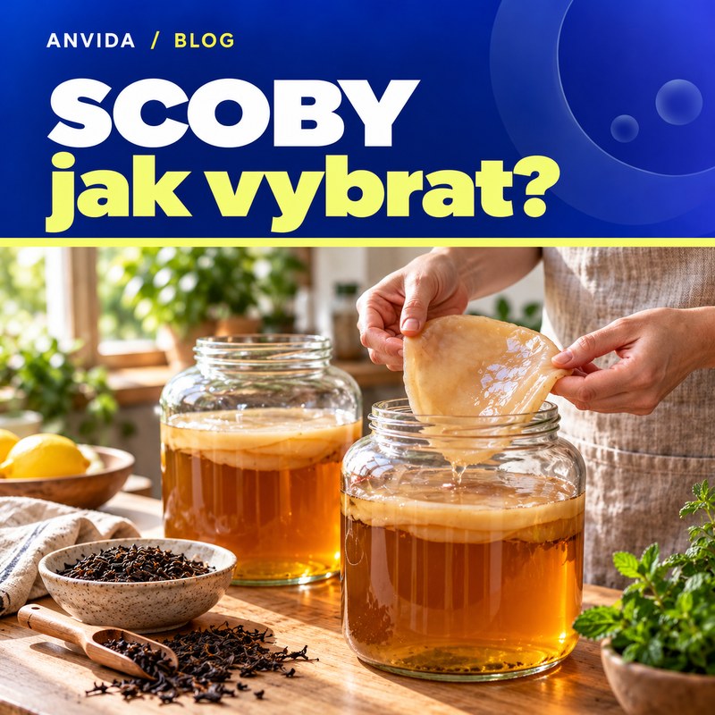 Kombucha houba SCOBY: cena, prodej a jak vybrat správně