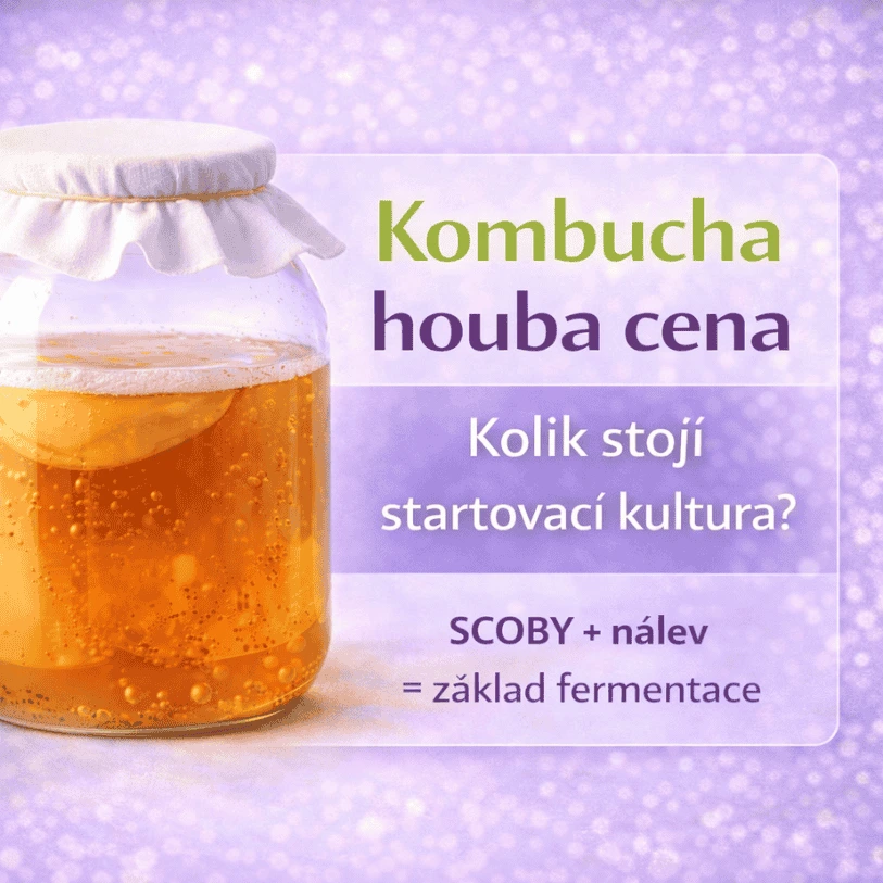 Kombucha houba – cena, kde koupit a na co si dát pozor