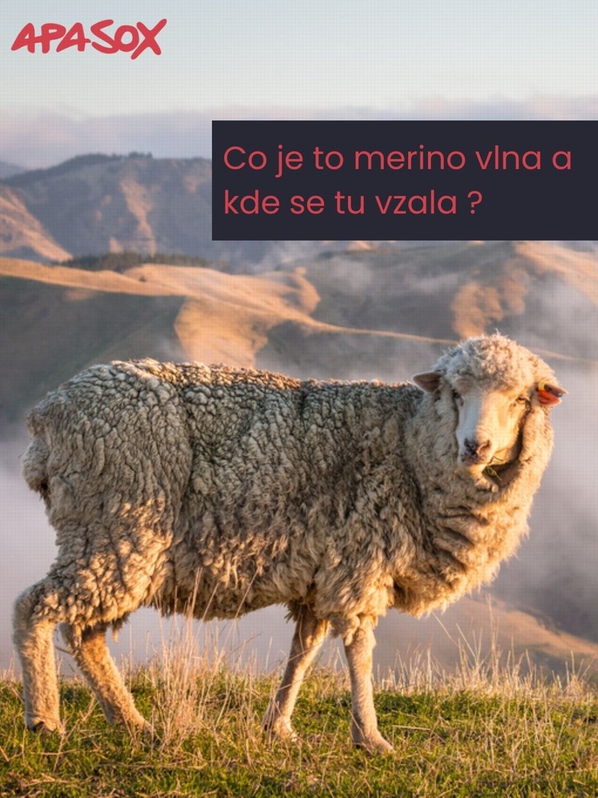 Co je to Merino a kde se tu vzala?