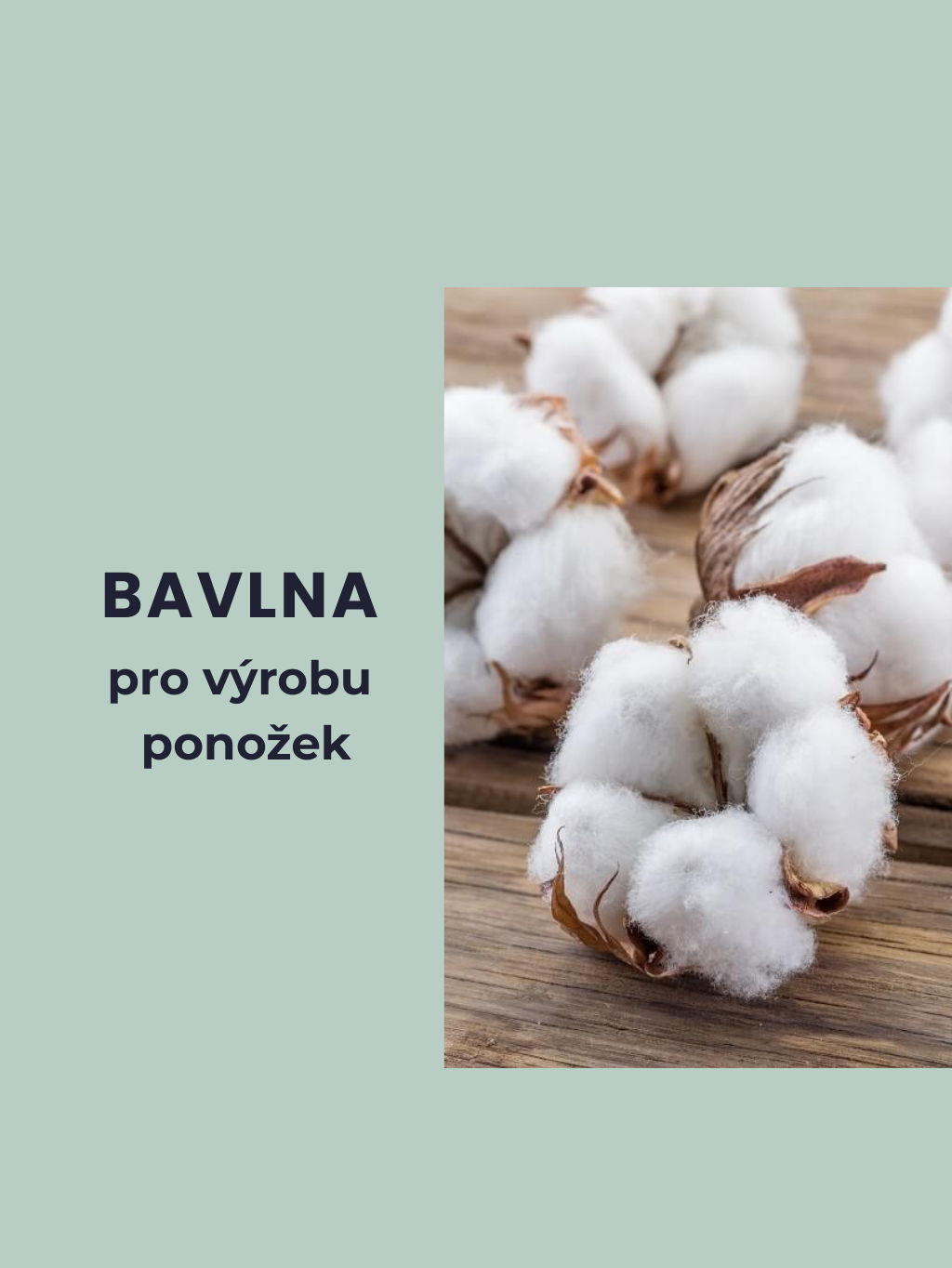 Jak se sklízí bavlna pro výrobu ponožek?