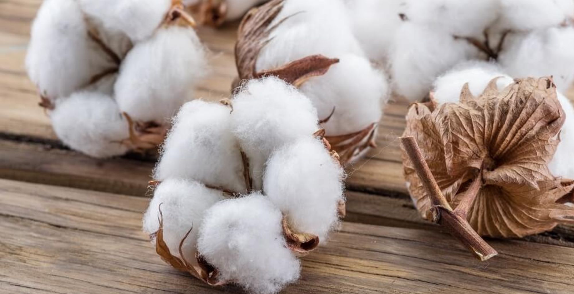 Jak se sklízí bavlna pro výrobu ponožek?