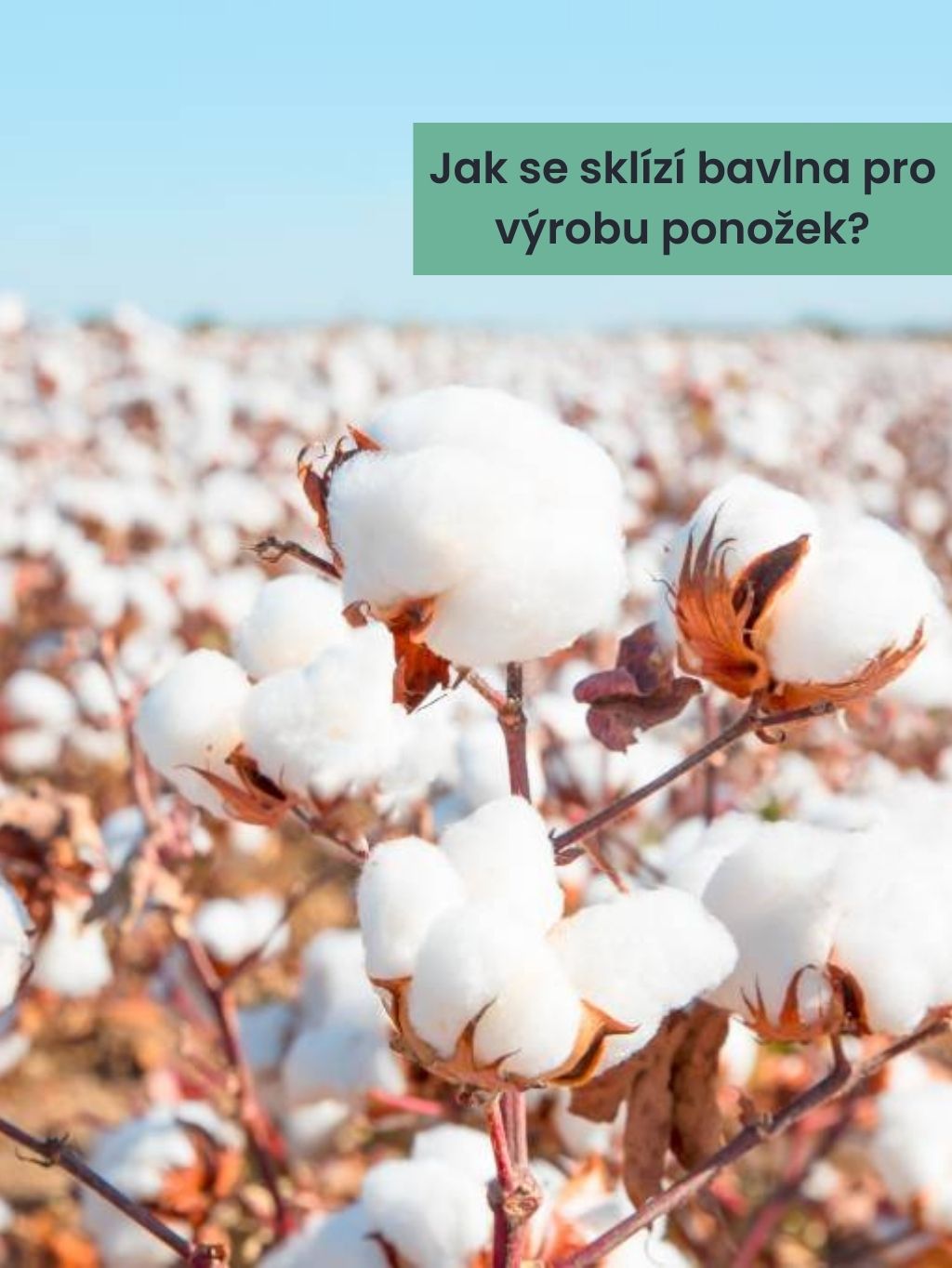 Jak se sklízí bavlna pro výrobu ponožek?