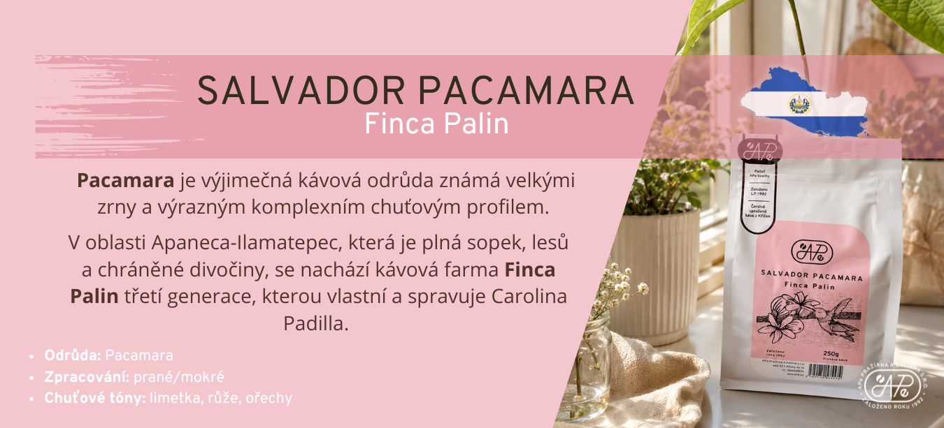 Salvador Pacamara