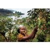 Káva Kongo Kivu 4
