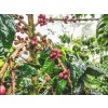 KÁVA NIKARAGUA Pacamara Finca La Bendicion