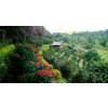 Coffee Plantation Indonesia