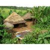 Sumatra Coffee Farm