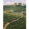 brazil santos coffee farms