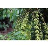 green coffee beans in the farm
