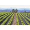 Bolivia Coffee Nursery3 1024x682