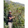 KÁVA HONDURAS Geisha Mrs. Ardilla