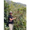 KÁVA HONDURAS Geisha Washed Santa Barbara Forest Coffee