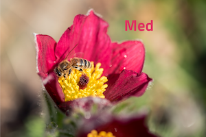 Med