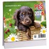 Kalendář Pes - věrný přítel mini 2026 (Stav Nová)