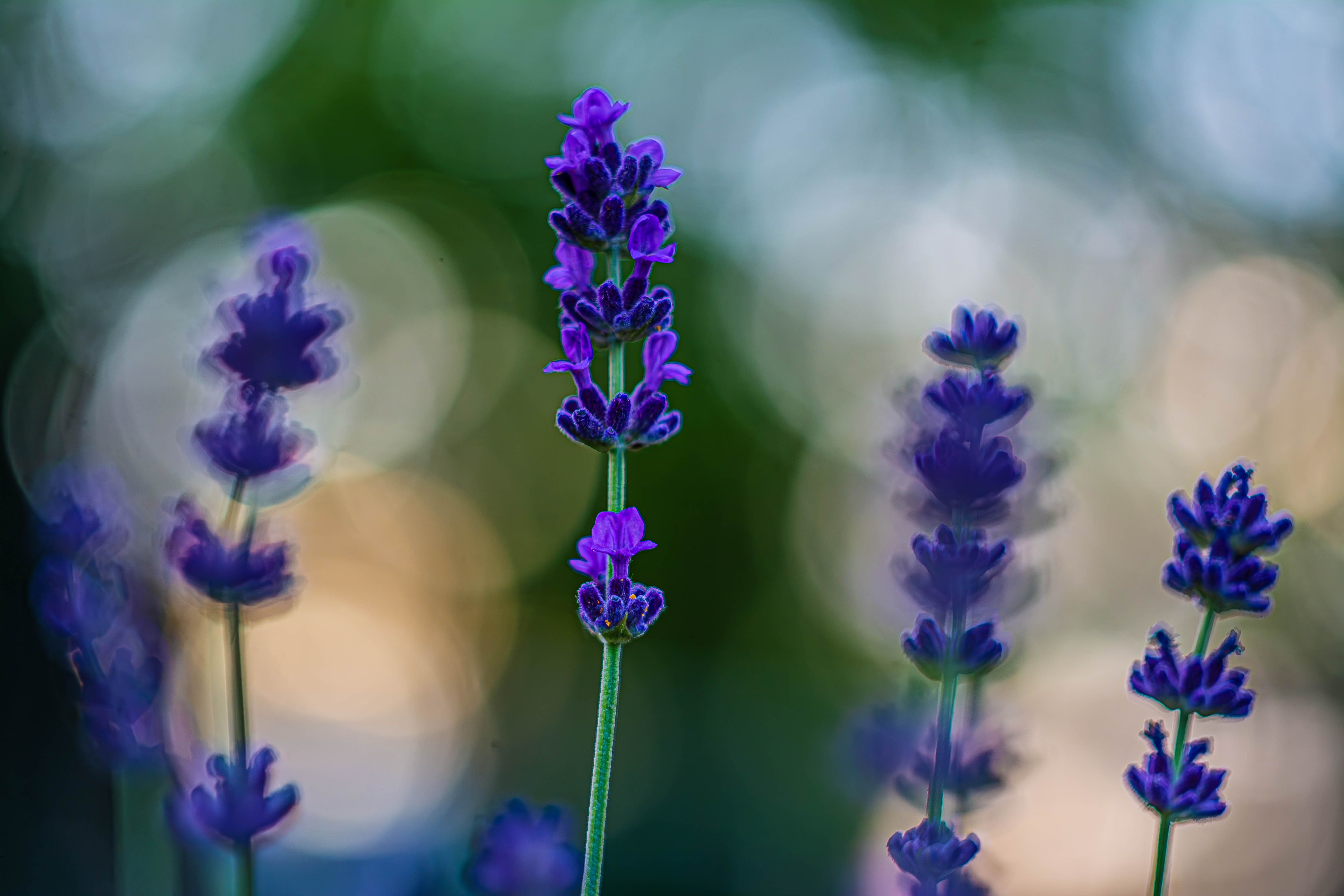 DSC_9152-Enhanced-NR