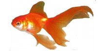 CARASSIUS AURATUS (GOLD FISH) 3-4cm - Karásek zlatý (Závojnatka zlatá,Zlatá rybka)