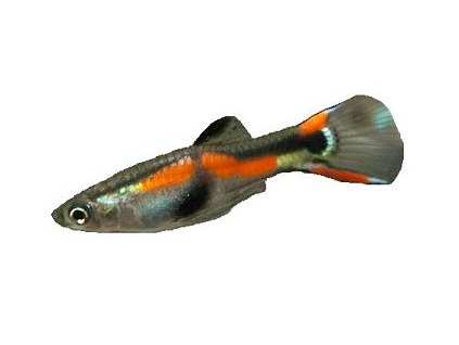 POECILIA ENDLERI 2-2,5cm - Endlerka