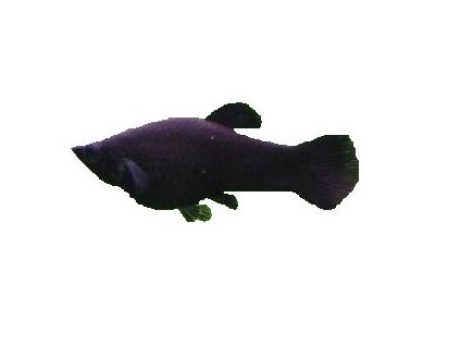 POECILIA SPHENOPS BLACK MOLY 3,5-4cm - Black molly