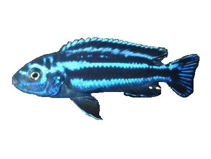 MELANOCHROMIS SP. MAINGANO/CYANEORHABDOS -Tlamovec "Maingano"