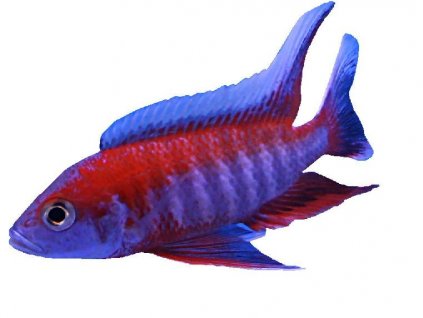 AULONOCARA EURECA SUPER RED- Tlamovec Aulonocara Eureca