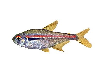 HYPHESSOBRYCON AMAPAENSIS - Tetra Amapanská