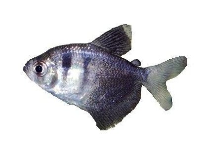 GYMNOCORYMBUS TERNETZI - Tetra černá