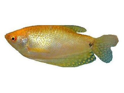 TRICHOGASTER TRICHOPTERUS GOLD -Čichavec zlatý