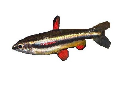 NANNOSTOMUS MARGINATUS - Drobnoústka trpasličí