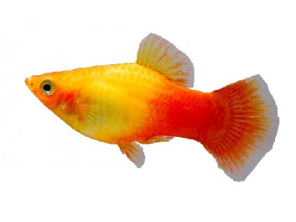 XIPHOPHORUS MACUL. SUNSET
